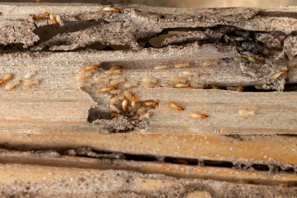 Best Bed Bug Extermination  in Iowa Colony, TX