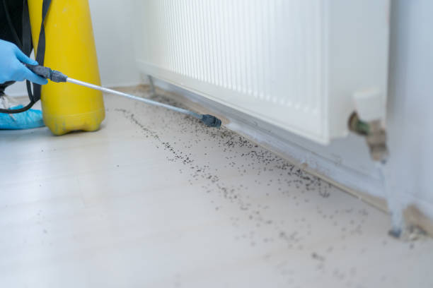 Best Bed Bug Extermination  in Iowa Colony, TX