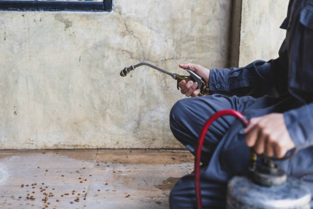 Best Local Pest Control Services  in Iowa Colony, TX
